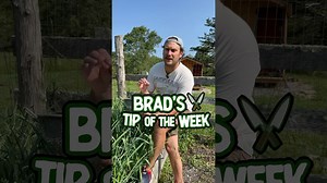 Garlic scapes for pickling, ferments, and sauces