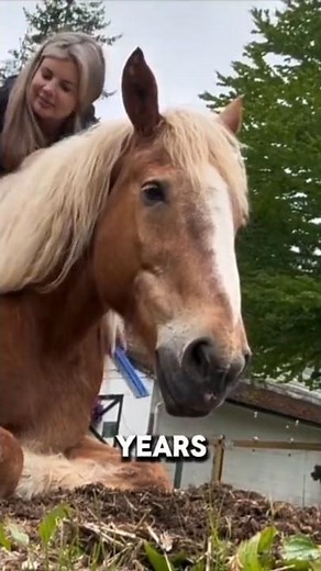 More Amazing Horse Facts