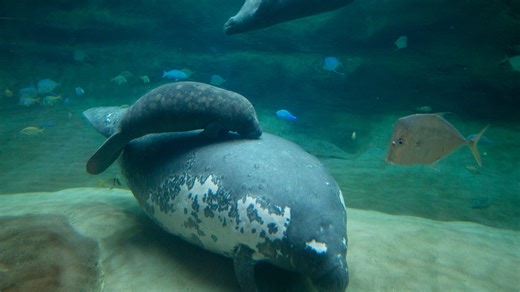 Orphaned manatee calf forms special bond with Stubby at Columbus Zoo