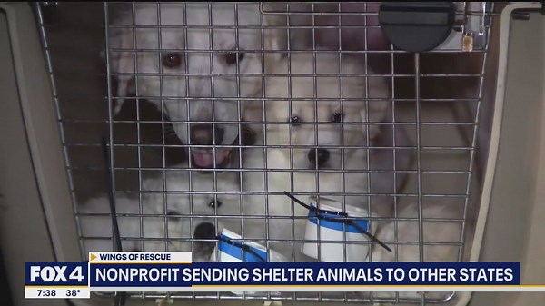 186 dogs and cats aboard flight to shelters across U.S.