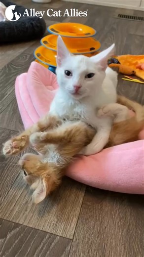 9.2K views · 453 reactions | The winner in this little kitten wrestling match is obvious--us, for getting to watch it! Not long before this video was taken, both Alfredo and Sunny were in desperate need of veterinary care for a host of medical issues, including URIs. But thanks to top-notch treatment covered by Alley Cat Allies, they got their kitten energy back in spades. And they found new playmates in each other! | Alley Cat Allies | Facebook