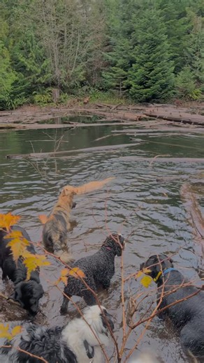 💙 Friday Pond Fun! 💙 | Outback Hound Dog Adventures
