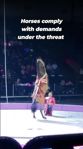How do Horses Suffer in Circuses?