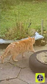 TABBY CAT #domesticcat #tabbycat #cat