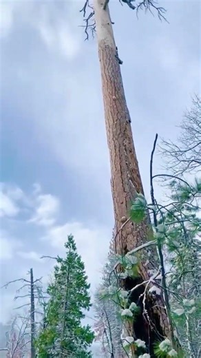 Powerful Tree Cutting Videos Big Trees Falling Wood Cutting Skills Forest Work & Satisfying Moments