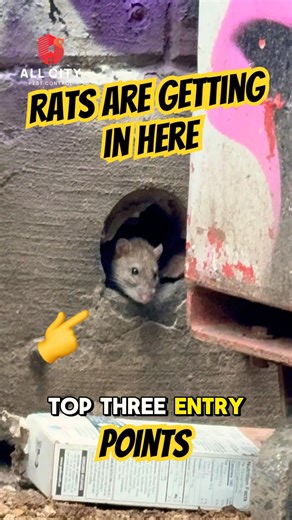 3 Rat Entry Points You’re Missing! (Pest Control)
