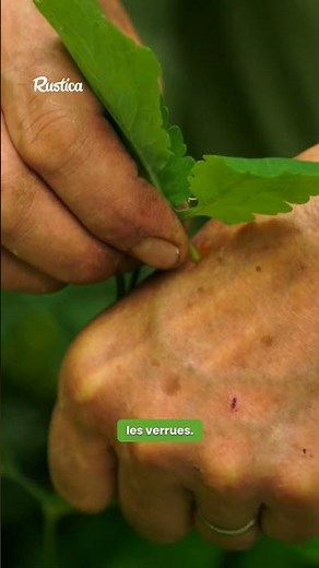 La Chélidoine ou l'herbe à verrues