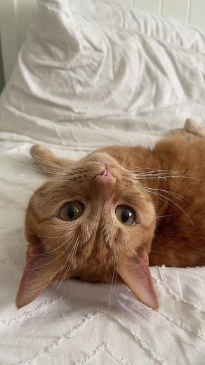 Pretty Beans 🥹 #foru #fyp #foryou #catsoftiktok #cats