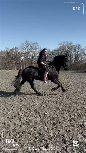 Une séance de dressage avec mon frison #cheval #frison