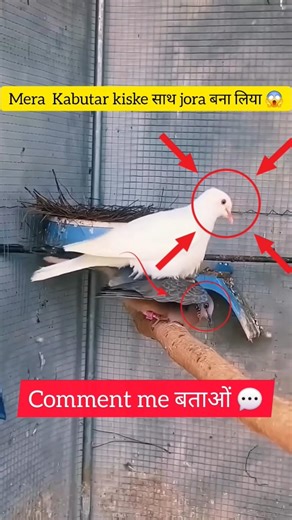 Medan me agar ham utre to vo log bhi tumhara sath chod denge 😎 #youtubeshorts​ #shorts​ #trend​