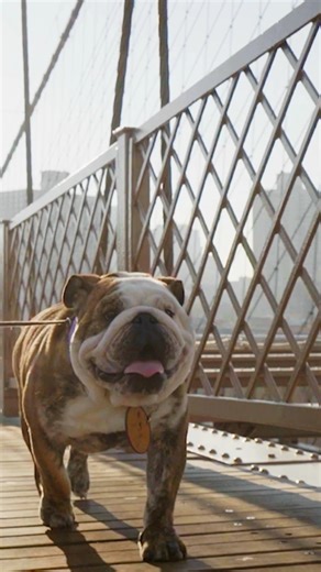 117K views · 2.5K reactions | Mug Root Beer and The Westminster Kennel Club are proud to partner this year to celebrate one of the most beloved companions of all — the Bulldog. As the first official soft drink of the Westminster Kennel Club Dog Show, MUG Root Beer is raising a glass to this iconic breed, known for its strength, determination, and heart. | Westminster Kennel Club Dog Show | Facebook