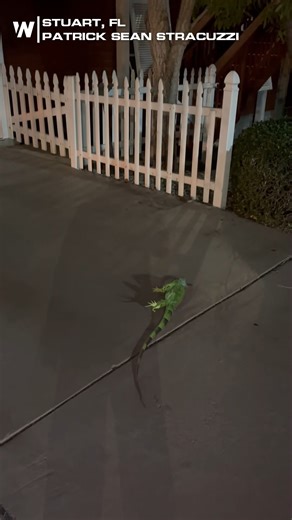 Have you ever heard of Frozen Iguanas? Here's one now! Temps in South Florida were very brisk this morning - at or around freezing! The green iguana is an established invasive species to South Florida that is problematic for Florida's ecosystem. They can live in South Florida (mostly) unbothered, however once or twice a year, the temperatures get cold enough that the reptile becomes stunned, and can fall out of trees. | WeatherNation