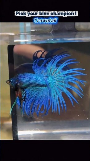 3 Stunning Blue Betta Fish Varieties You Need to See! 💙🔥#BettaFish #BlueBetta #CrowntailBetta
