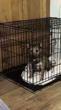 Pebbles Cell Block H