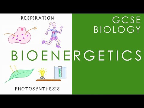 BIOENERGETICS - Respiration & Photosynthesis - GCSE Biology