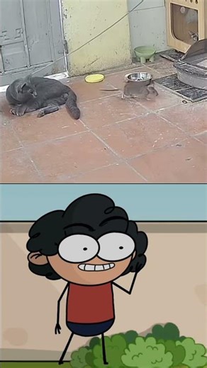 Cat vs Mouse Real Chase Story"