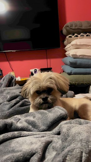 33K views · 934 reactions | Xevevr #dog #dogoftheday #foryourpage #fyp #kawitty #dogdad #reels #video #doglife #shipoopuppy | Ka Witty | Facebook