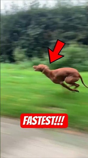 3 Fastest Animals Ever Caught on Camera