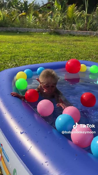 Baby Monkey Moon Swims for the First Time