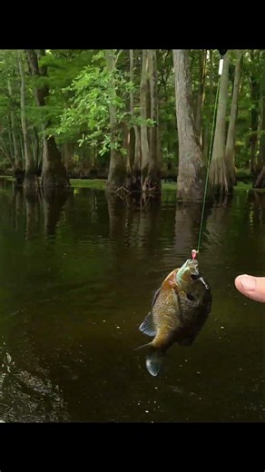 Catching bluegill on live bait in the swamp #fishing #technique #shorts