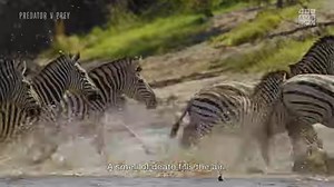 On the finale of #PredatorVPrey, take a forensic look at how crocodiles hunt wildebeest and zebra using ambush strategies and the art of surprise. Don't miss it tonight at 8pm. | BBC America