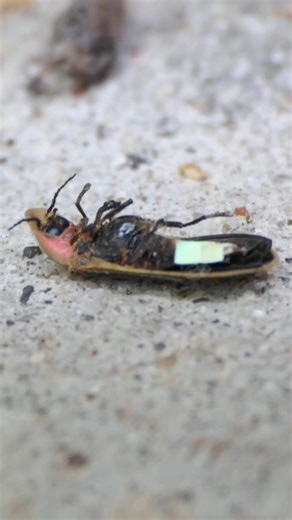 Firefly lantern fluoresces under UV light