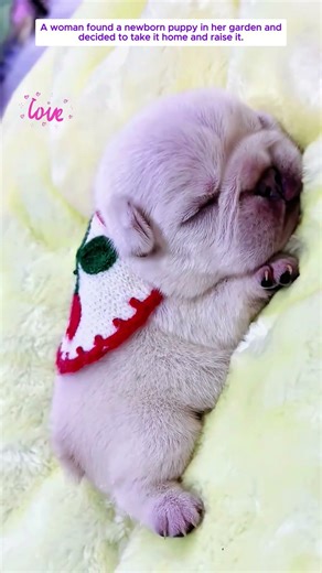 She Found A Tiny Newborn Puppy And Then #puppy #dog #rescue #animals #animalshorts #love #lovestory