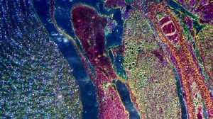 You Can Now Build Your Own Printer That Prints Living Cells