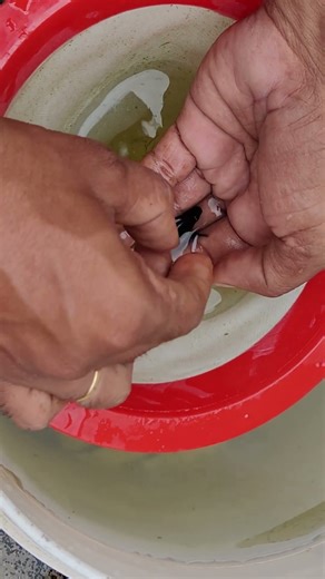 How to treat Anchor worms in fish Telugu video #aquarium #fishkeepinghobby #guppy