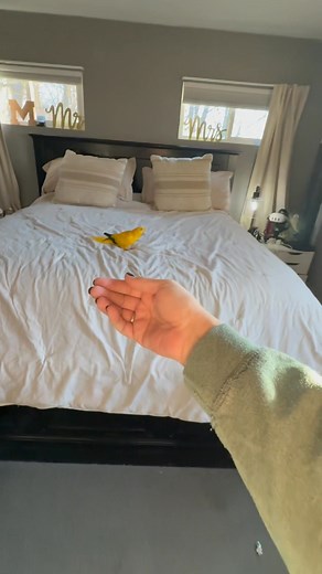 Elli flight recall training | Birds and Beaks Rescue and Rehab