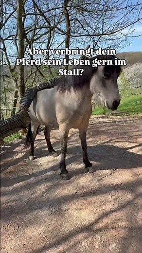 Does your horse love spending its life in the stable? 🐴🏡