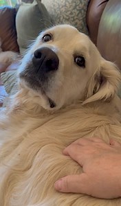 57K views · 4.5K reactions | Don’t you boop dem cheeks Lisa. #cheekpuddles #goldenretriever #boop @topfans | Along Came Polly, Rosie and Bubba | Facebook