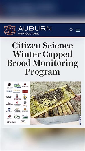 The third round of our US Winter Capped Brood Monitoring Initiative is open today through Sunday. If you're able to inspect colonies and the weather permits, we encourage you to submit another set of brood observations. Again this is a minimal 2-3 minute inspection per hive; we're looking for a Yes or No presence of capped brood. #ChickABee #BHB #Beekeeper #fyp #honeybee @UNCLE STEVE @Steph_In_The_Wild @kingscorpio🇯🇲BHB beekeeper🐝 @Kim (MamaJean) @Bodhibees @Hattie Bee’s @midmobees / BHB (chr