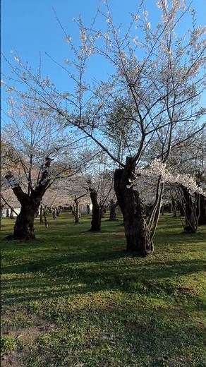 Scenes from Hakodate, April 23, 2026, Part II #shorts #Hakodate #HakodateWeather #HakodateCherryB...