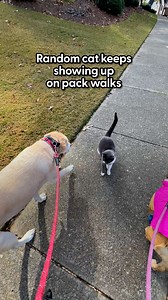 559K views · 10K reactions | He greets one of the dogs with a cat hug every time 凉 We talked to Hilarie about how this cat started showing up for their daily dog walks, and eventually became the leader of the pack ❤️ Keep up with Hilarie on TikTok: https://thedo.do/englishbulldogemmie, Instagram: https://thedo.do/Englishbulldogemmie, and YouTube: https://thedo.do/englishbulldogEmmie. | The Dodo | Facebook