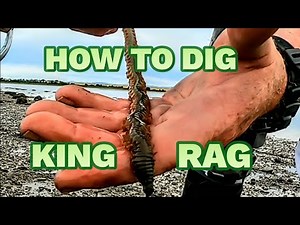 How to dig king Ragworm and why I hate my Brother
