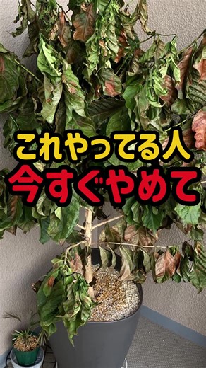 観葉植物の日向への適切な移動方法