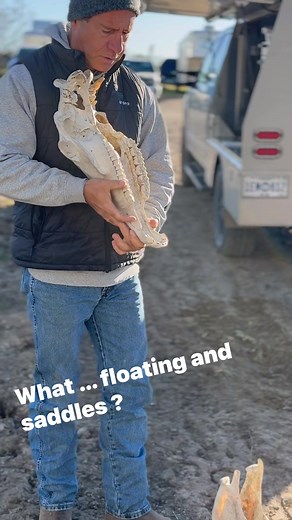 🥇Why Float? Saddles, riding, eating, balance in your horse . - Saddles fit so much better and horses ride so much better !! 🏵️https://www.winnhorses.org/optin lets get together and talk about saddles and teeth . - Why floating is necessary for balance? Natural wear and tear: A horse's teeth grow continuously throughout its life, and as they grind food, sharp points and uneven surfaces can form on the molars and premolars. 🏅Causes of discomfort: These sharp points can cause significant pain, l