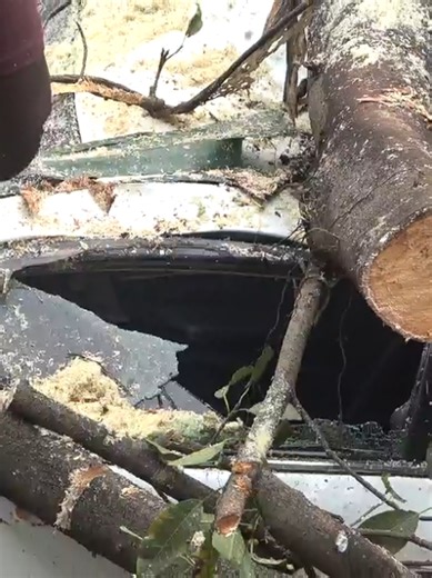Tree Topples in Storm, Crushes Car in Kericho Town A newly acquired car was on Thursday afternoon crushed after a tree fell on it during a heavy downpour accompanied by strong winds in Kericho. The incident occurred opposite Tea Land Chemist, sending shockwaves among traders and motorists within the busy town centre. Witnesses said the tree suddenly gave way following intense rainfall and gusty winds, landing on the vehicle which had been parked by the roadside. Fortunately, no injuries were rep