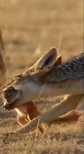 Wild Dogs Close In—Then Nature’s Giant Steps In,Hunted to the Edge—This Jump Saved It Life #wildlife