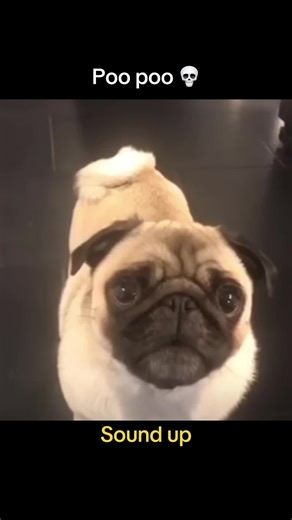 Pug Poo Adventures: A Fun and Quirky Journey