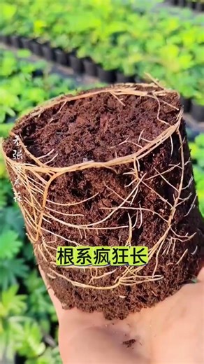 Flower Lovers Unite: Master These 4 Flower Types for Growing Success