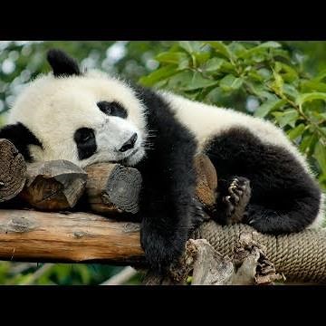 10 cose che non sai sui panda