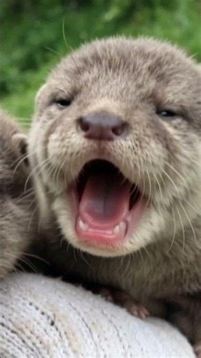 Turn your volume UP for these baby otter squeaks!