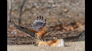 Photographer and birding enthusiast Todd Winn shared some more incredible photos of birds—this time two red-shouldered hawks fighting. Enjoy this compilation of his photos in honor of Presidents' Day, Backyard Bird Count, and Severe Weather Awareness Week. Weather photos courtesy of NOAA. *note the correct web address for TEMA is tn.gov/tema | T.O. Fuller State Park