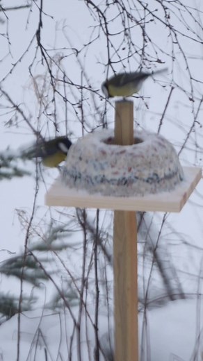 Bird Cake Making in Cold Weather