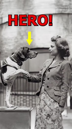 This Dog Saved 100s Of lives! #dogstories #wwii #royalnavy Crusade - Video Classica by Kevin MacLeod is licensed under a Creative Commons Attribution 4.0 licence. https://creativecommons.org/licenses/by/4.0/ Source: http://incompetech.com/music/royalty-free/index.html?isrc=USUAN1100884 Artist: http://incompetech.com/