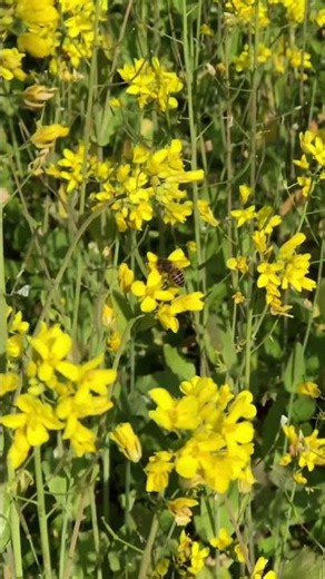 Bees 🐝 in mustard