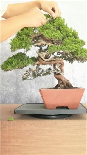 Juniperus Bonsai Training #BonsaiTraining #BonsaiStyling #BonsaiArt #MiniatureTree #NatureVibes