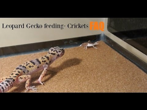 Leopard gecko cricket feeding FAQ